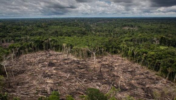 Los impactos de la Ley Forestal en la Amazonía.