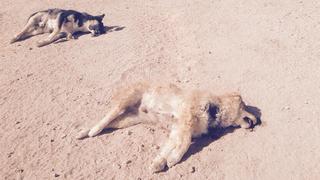Sacrifican a perros callejeros por el Rally Dakar en Bolivia