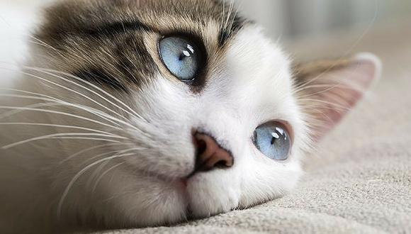 Estudio asegura que ver videos de gatitos aumenta la expectativa de vida