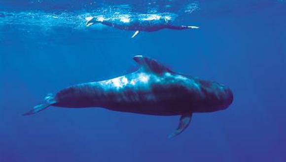 Ballenas gigantes tienen nervios como cables elásticos para capturar presas 