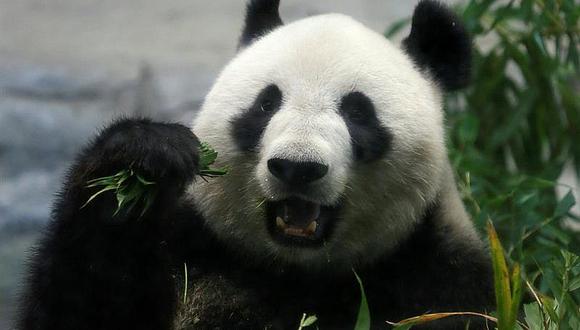 Japón: bebé panda nacido el lunes con 150 gramos goza de buena salud 