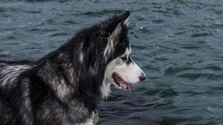 La singular reacción de un perro siberiano al ver el mar por primera vez