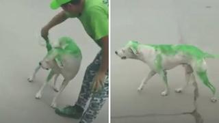 Pintan a perro con los colores de un candidato (VIDEO)