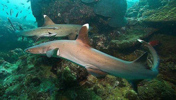 ​Rastrean a tiburones vía acústica y satelital para conservar ecosistema