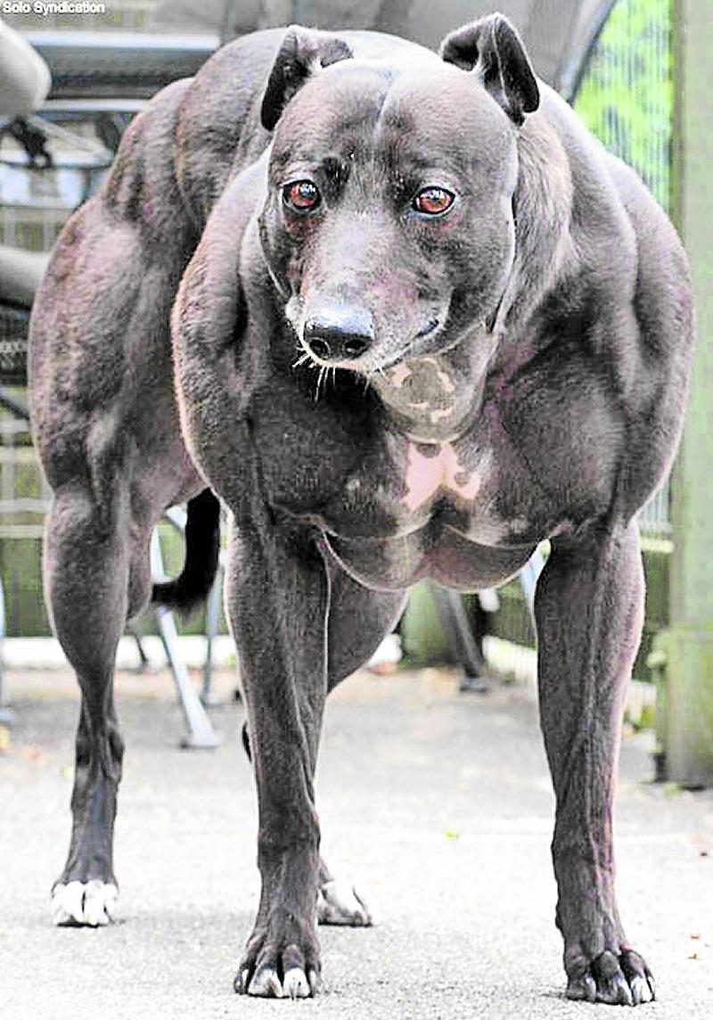 Crean perro musculoso en china