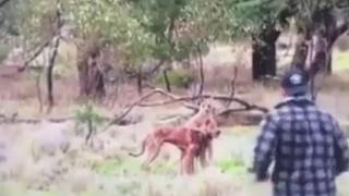 YouTube: encuentra a canguro sujetando a su perro y hace lo impensable para salvarlo