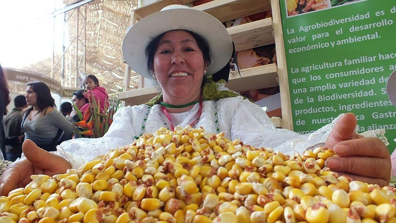 ​Festival presentará más de 500 variedades de papa, maíz y frutas exóticas