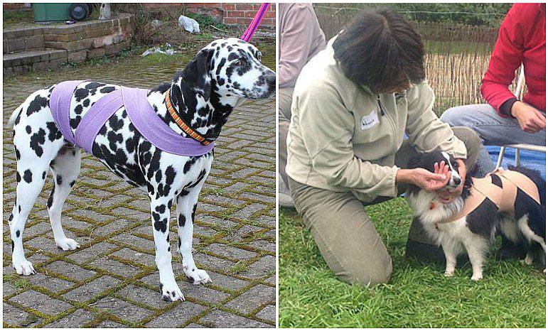 Mascotas: Tellington Ttouch, el método con el que tu perrito no sufrirá en Año Nuevo