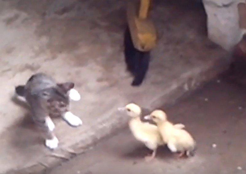 Patitos dan gran merecido a gato que intentó comérselos (VIDEO)