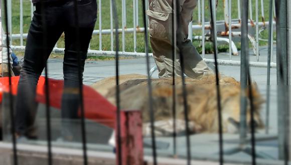 Representantes del Zoológico de Los Ángeles dejan un león muerto como protesta contra el Servicio Agrícola y Ganadero de Chile (SAG) y el gobierno frente al Palacio Presidencial La Moneda en Santiago el 20 de enero de 2023. (Foto de JAVIER TORRES / AFP)