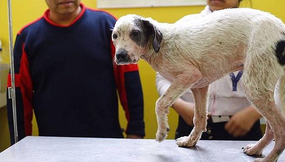 ​Ventanilla: Indecopi sancionaría a veterinaria municipal por cobrar barato