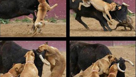 Increíble: Torero publica fotos de perros atacando a toro 
