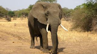 Elefante mata a mujer de 70 años, luego va a su funeral a pisarla de nuevo