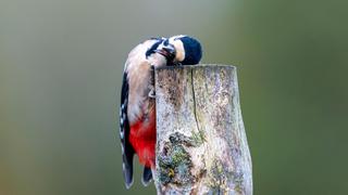 Pájaro carpintero es sorprendido cuando totalmente dormido descansa en árbol VIDEO