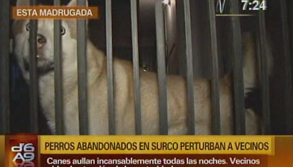 Surco: Perros abandonados en local serían maltratados por dueño [VIDEO] 