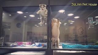 YouTube: Peculiar fuga de gatito para visitar a su mejor amigo inunda las redes [VIDEO]