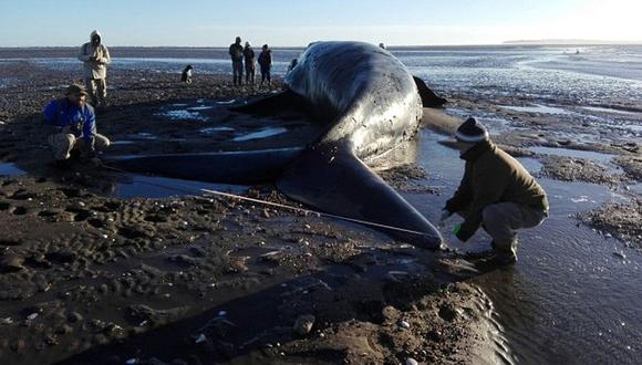 Tratan de auxiliar a una ballena varada desde hace tres días en Argentina 