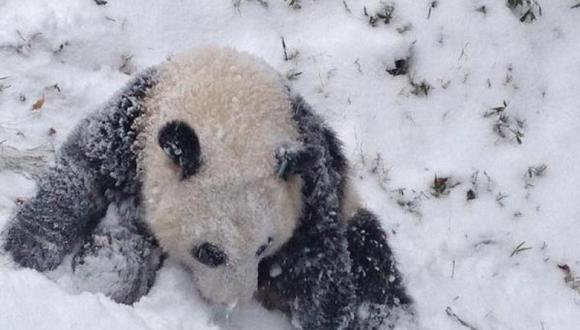 Panda Bao Bao juega por primera vez en la nieve en Washington 