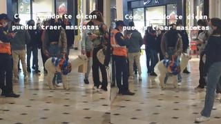 TikTok se rinde ante alpaca bebé paseando en centro comercial tomándose fotos con las personas