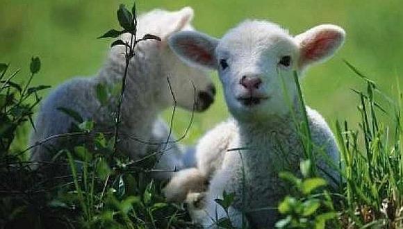 Conoce a Shaun, una oveja que es tendencia en redes sociales por su impresionante aspecto. (Foto: Referencial/Pixabay)