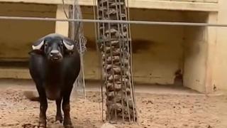 Incondicional: búfalo ayuda a tortuga que se quedó volteada sobre su caparazón [VIDEO]
