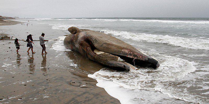 ​Ballena se traga 80 bolsas de plástico y muere con terrible indigestión