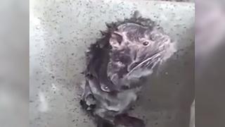 Especialista revela la verdad de la rata que se baña (VIDEO)