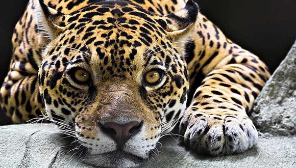 Animales: un jaguar aparece por primera vez en el centro de Colombia 