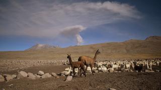 Revelan las afectaciones que produjo la caída de cenizas del volcán Sabancaya en Arequipa | FOTOS