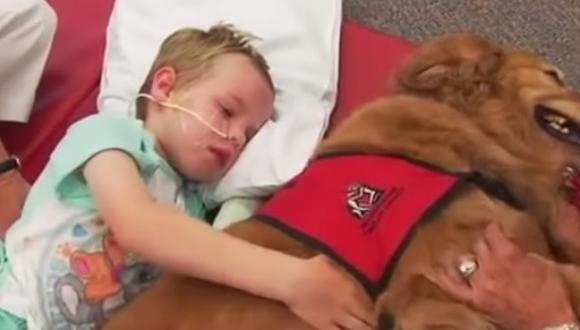 Usan perro para terapia de niño con parálisis y estos son los resultados [VIDEO]