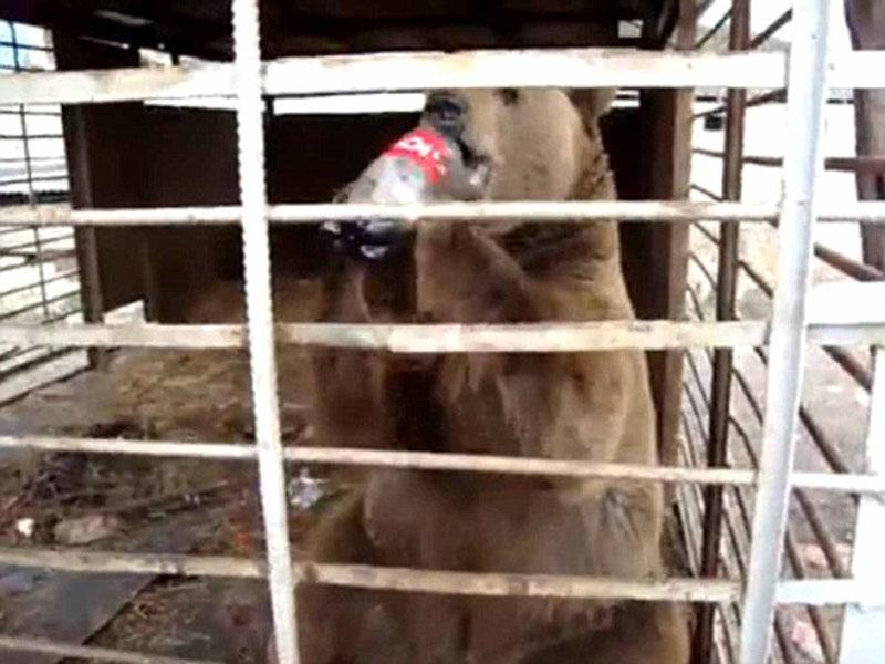 Indignante: oso muere tras ser obligado a tomar Coca Cola 