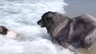 Niña se ahogaba en la playa y perrito realiza un acto heróico (VIDEO)