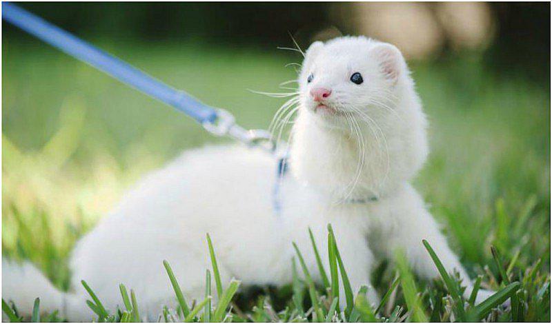 4 tips para el cuidado de tu hurón 