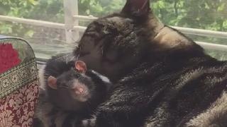 "Cariñitos" entre un gato y una rata: una amistad que sorprende en la red (VIDEO)