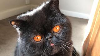 Gremlin, el gato con enormes ojos naranjas que remece Internet