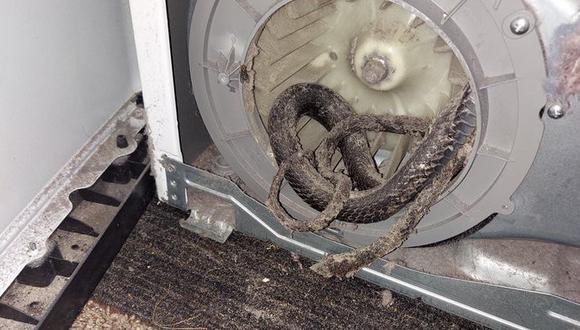 Para sorpresa del gasfitero y de los dueños del electrodoméstico, el reptil estaba en la zona del motor de la secadora. (Foto: Captura de pantalla)