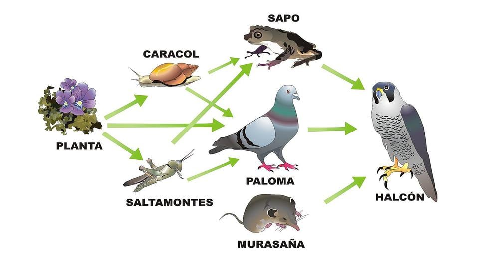 Cadena Alimenticia El Proceso Entre Productores Consumidores Y Descomponedores Escolar Ojo
