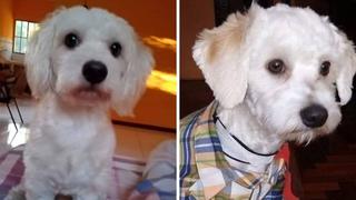 El caso de ‘Luno’, un perro que está retenido en un aeropuerto de España y podría ser sacrificado