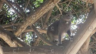 El ‘gatonejo’ sí existe y estas son sus características (VIDEO)