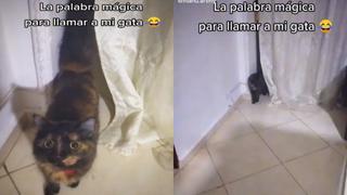 “Ya no le voy a dar pollo”, gatita reacciona cuando le hablan de comida