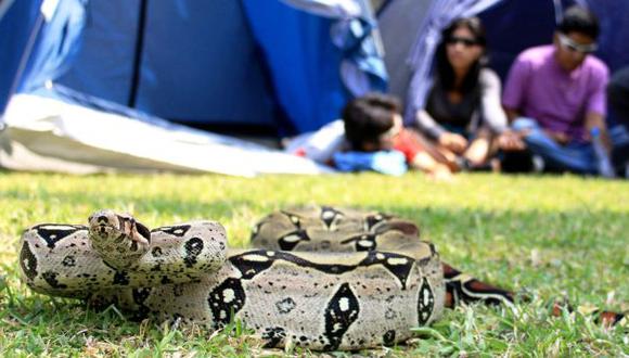 Región Loreto encabeza casos de mordedura de serpiente el 2014