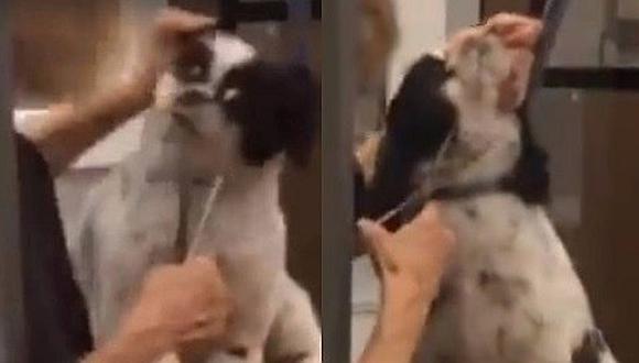 Peluquera de mascotas es captada maltratando a un perrito (VIDEO) 