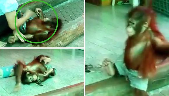 Orangután bebé sufre por estar encadenado, pero nadie lo ayuda a volver a casa (VIDEO)