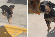La reacción de un perro callejero al recibir una bolsa de croquetas | FOTOS