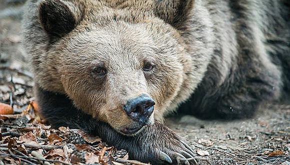 ​Matan a oso en peligro de extinción por ponerle collar con chip
