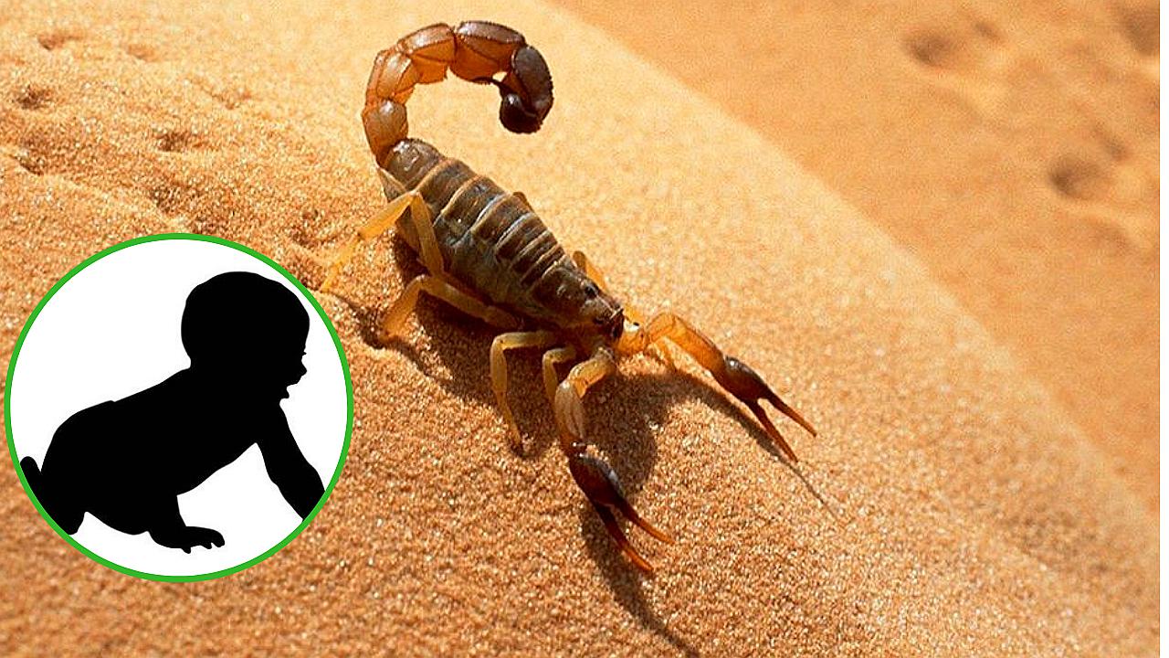 Bebé de nueve meses muere tras una picadura de alacrán