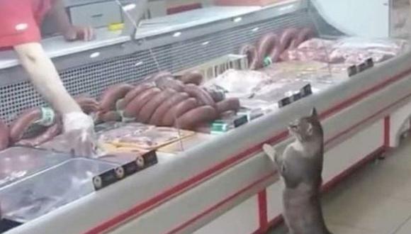 ​Gato elige con maullidos qué corte "comprar" en carnicería (VIDEO)