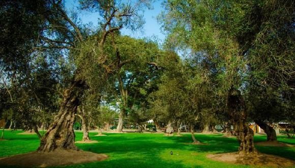 San Isidro: Bosque El Olivar podría convertirse en Patrimonio Natural de la Humanidad
