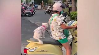 Motociclista lleva a bien arreglado gato como pasajero de su vehículo | VIDEO