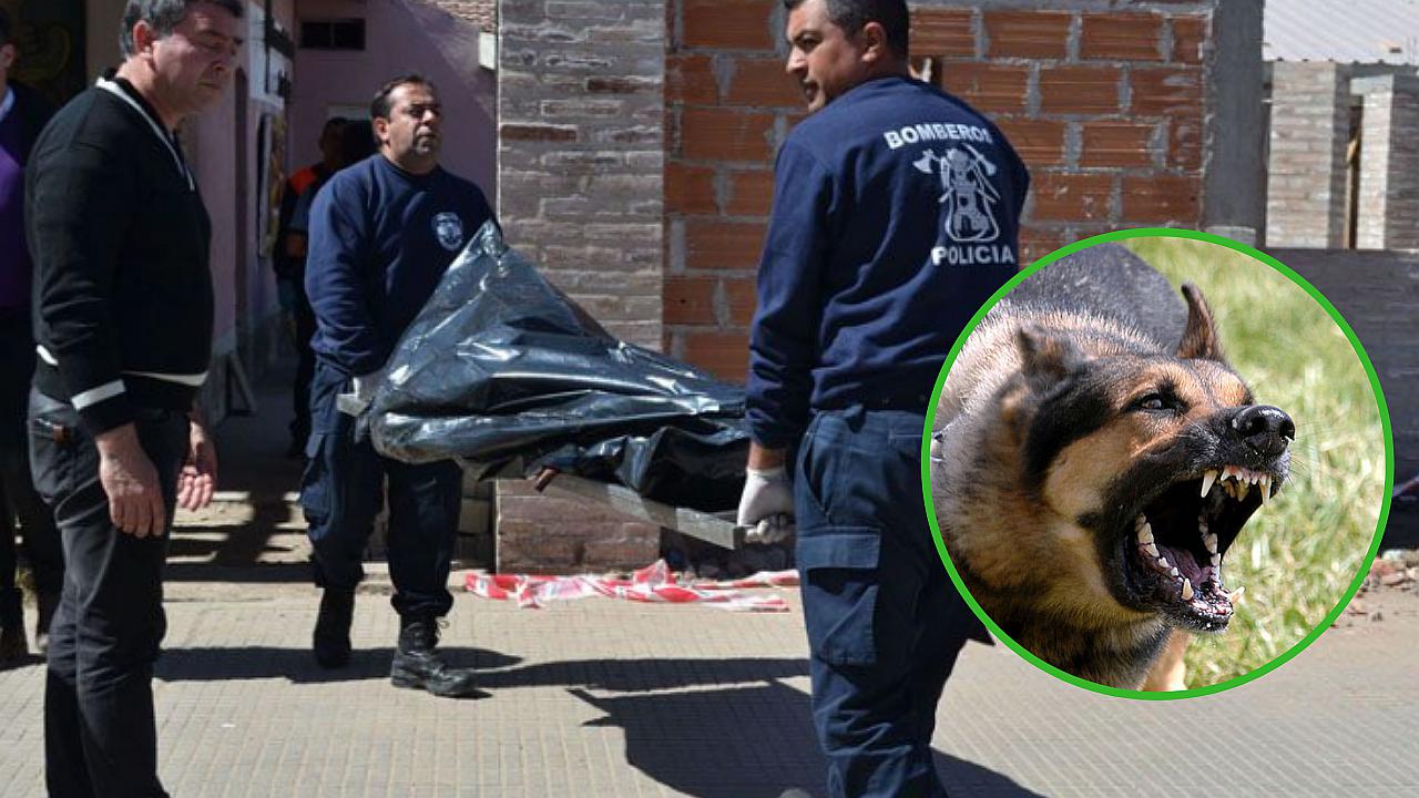 Jubilado se desmaya en plena calle y es devorado por unos perros callejeros 